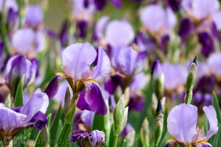 Lavendar Sea