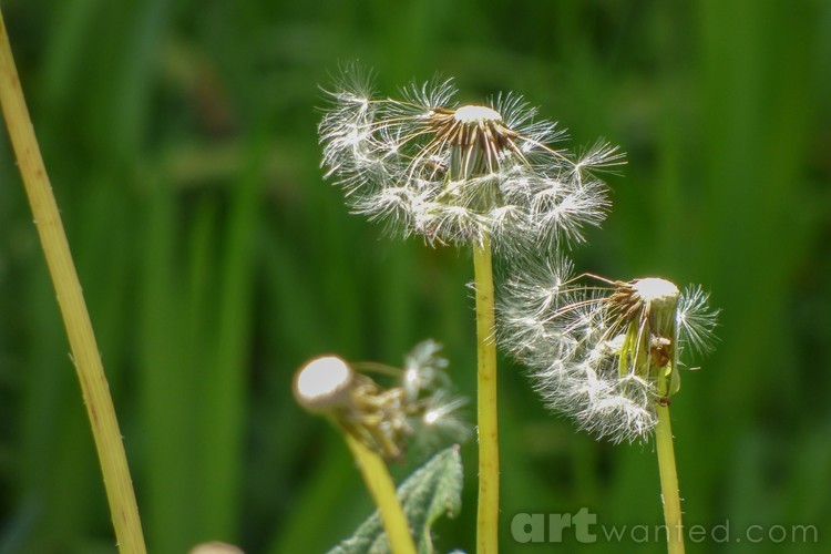 Blowing in the Wind