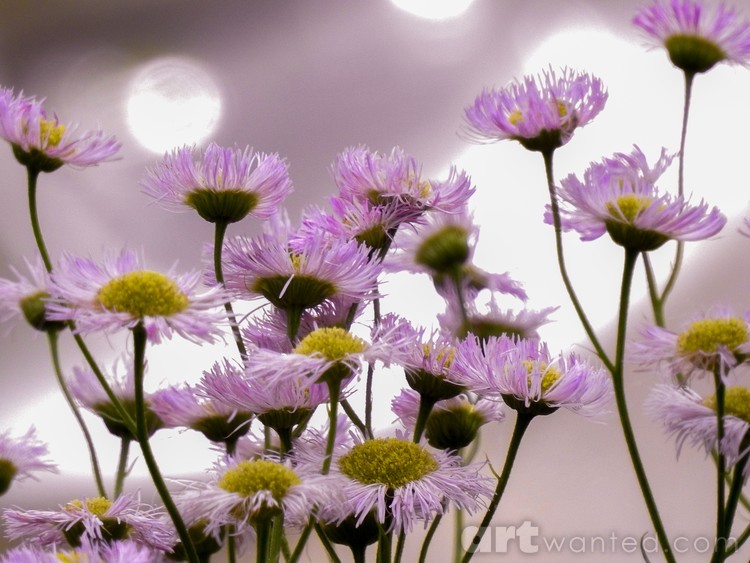 Daisy Dreams