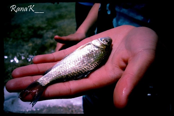 Fish!