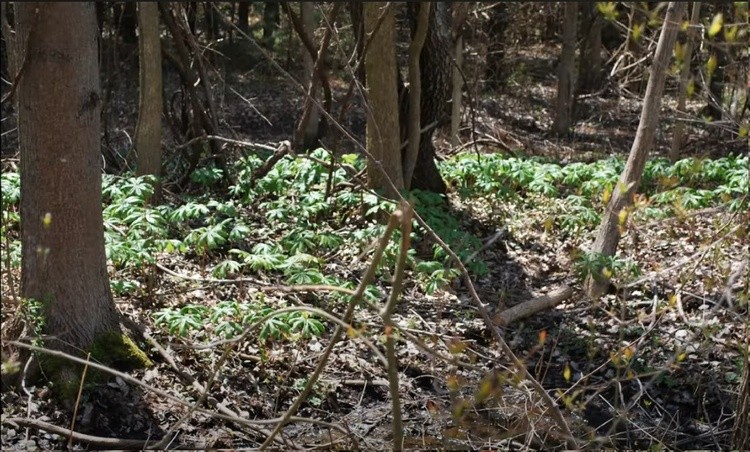 Dunnville Forest 15