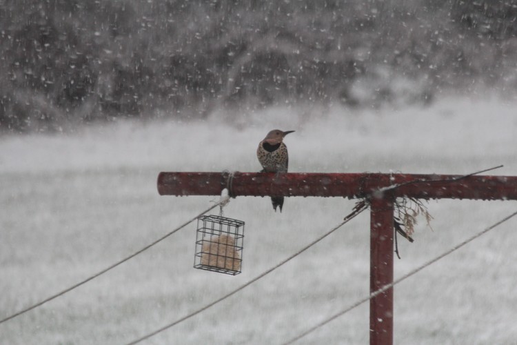 Flicker In The Snow