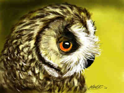 golden owl