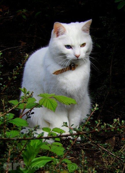 The White cat