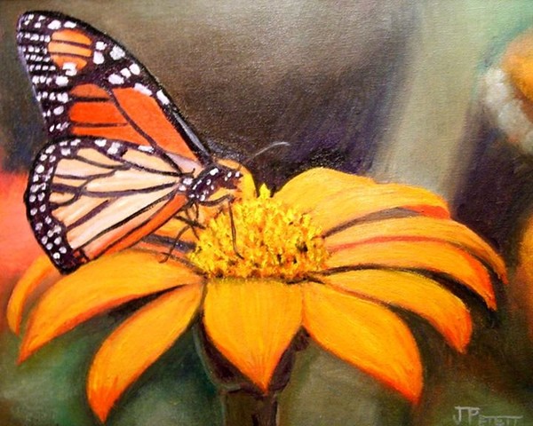 Monarch on Zinnea