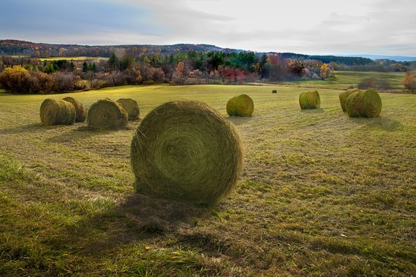 Green Hayrolls