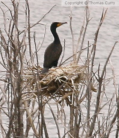 Nest Time I