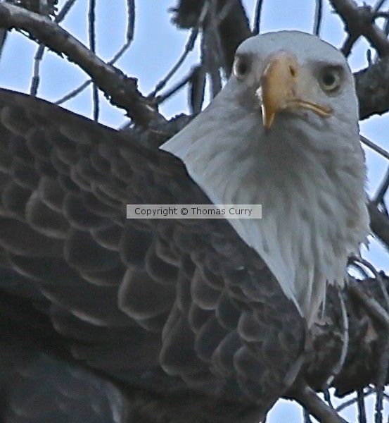 Bald Eagle