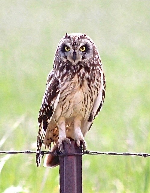 short eared owl 