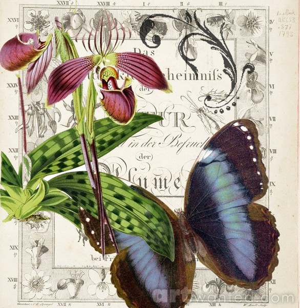 Botanical orchid butterfly