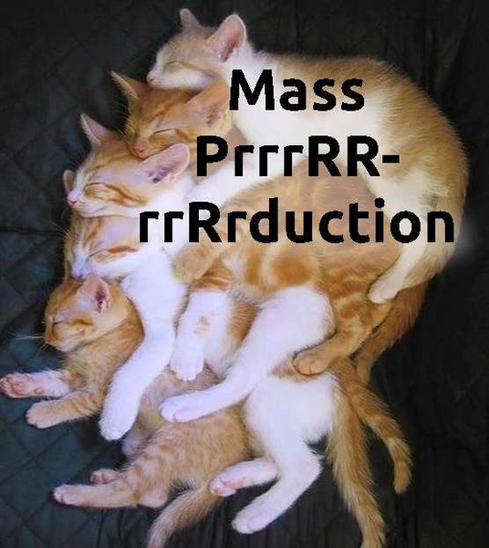 Cutest Cat MEME!!