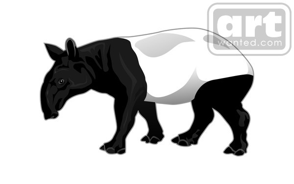tapir