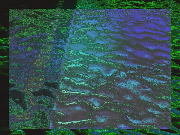 Abstract SC2