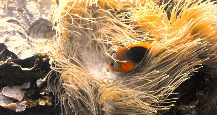 ORANGE FISH AT HAWAII