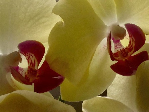 Orchids