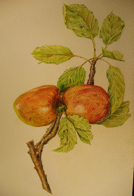 Two Apples