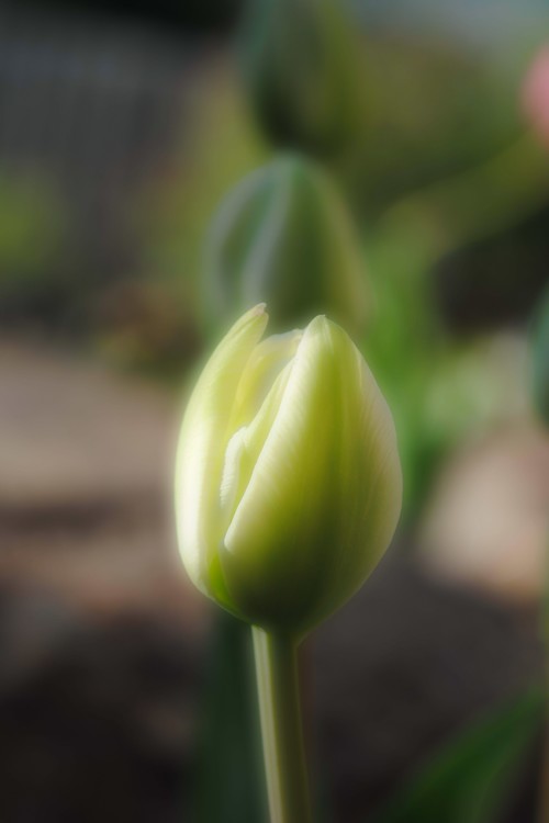Three Sister's White Tulips