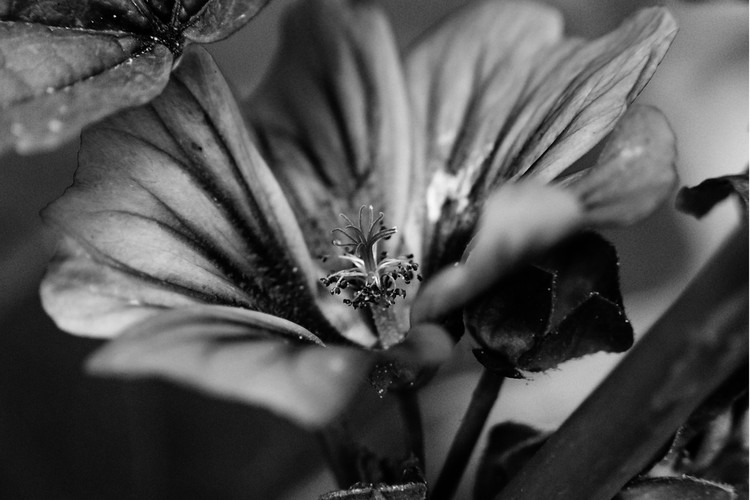 Focal Point - Black and White Macro