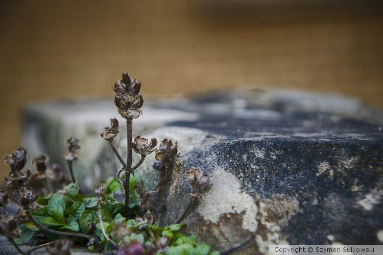 Nature of Edinburgh