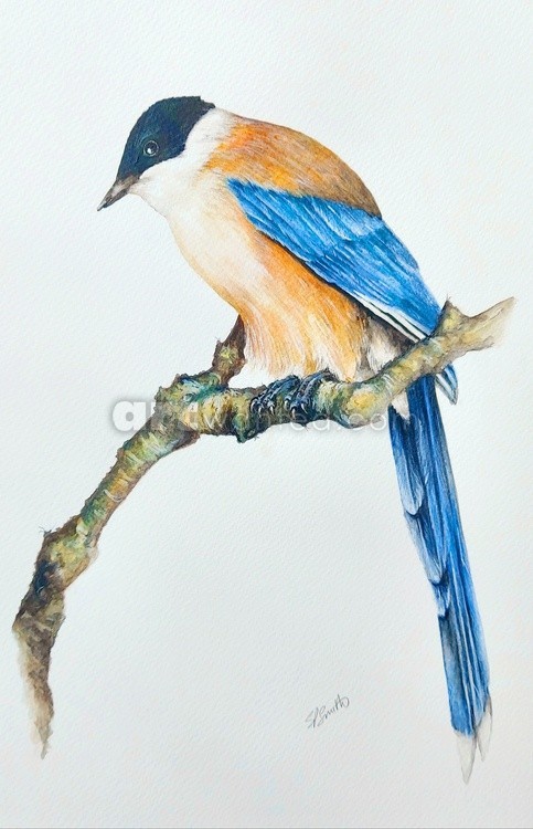 The Iberian Azure Winged Magpie
