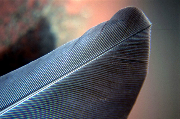 feather2