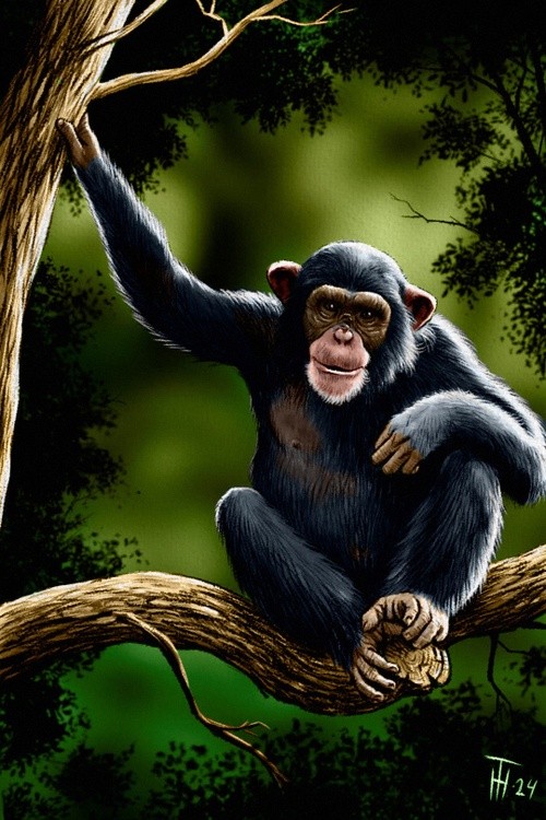 Chimp on a Tree (colored)