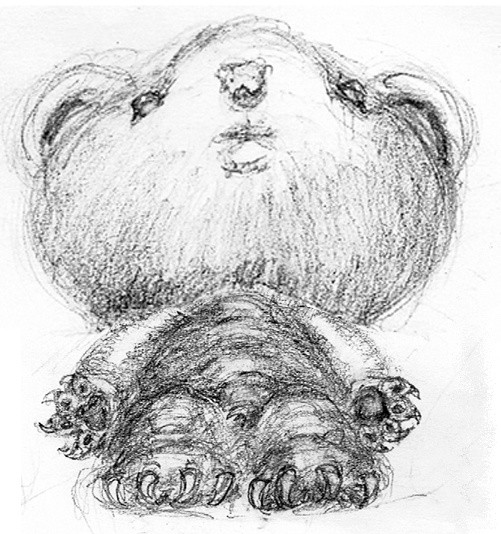 Kids Book Worms Eye View Bear Sketch