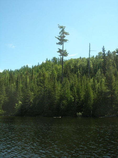 Big Tree