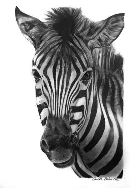 baby zebra