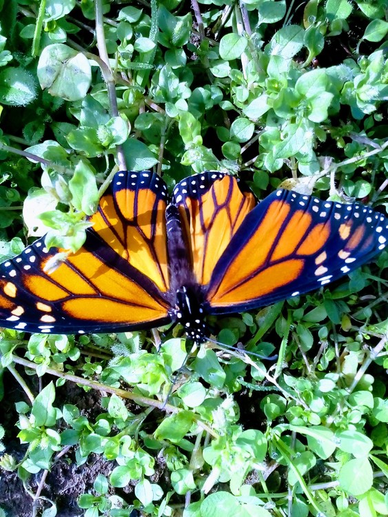 Monarch 