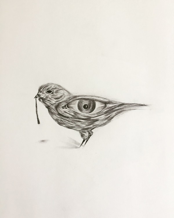 ‘Bird’s Eye View’ 