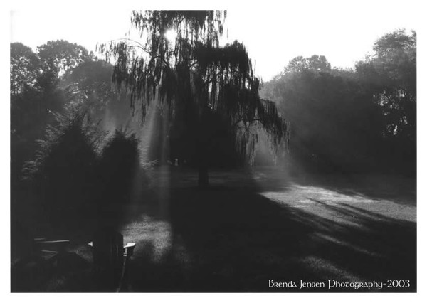 Willow tree as a filter!