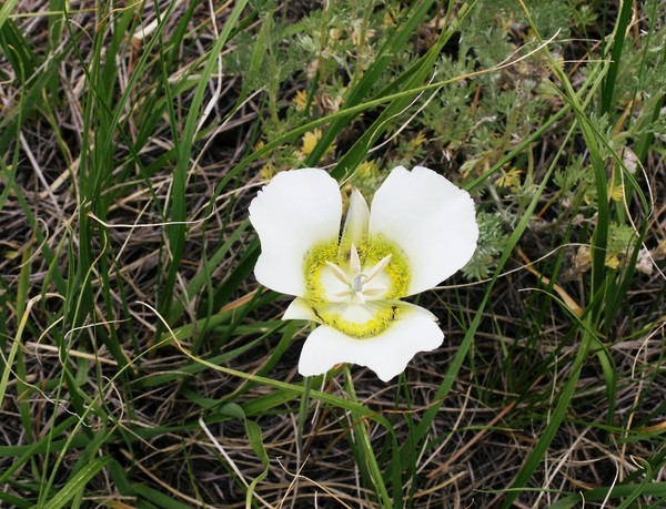 Rocky Mountain Mariposa Lilly