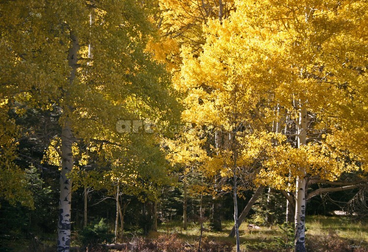 Fall of yellow