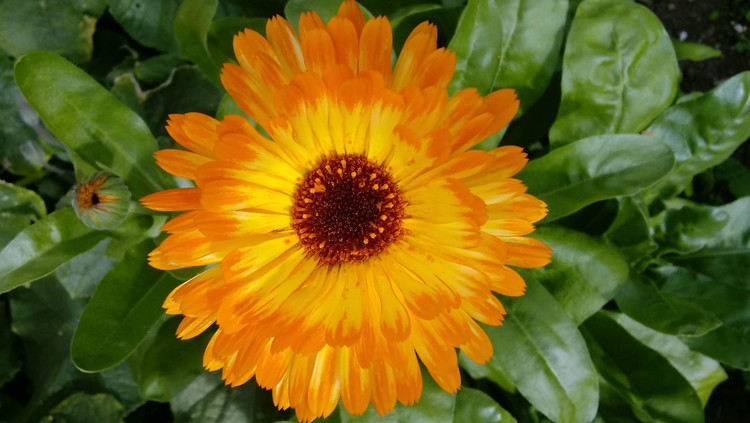Calendula