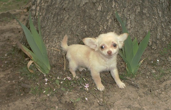 Goofy Grin Puppy