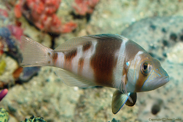 Barred Hamlet