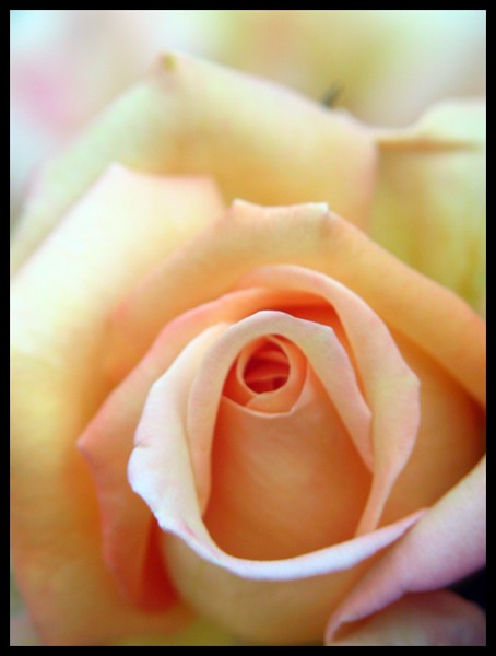 Peace Rose