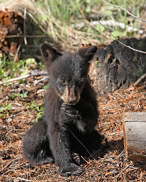 Black Bear Cub 2