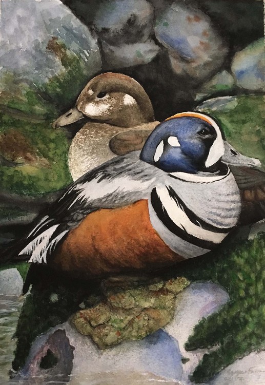 Harlequin Duck