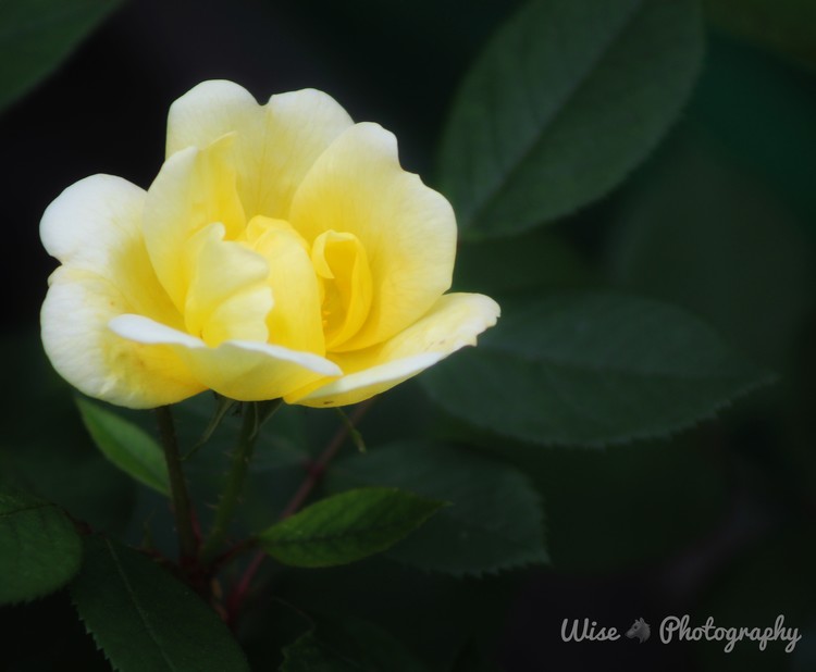 Yellow Rose