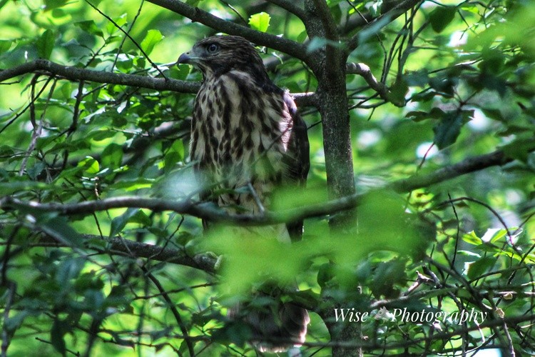 Cooper’s hawk