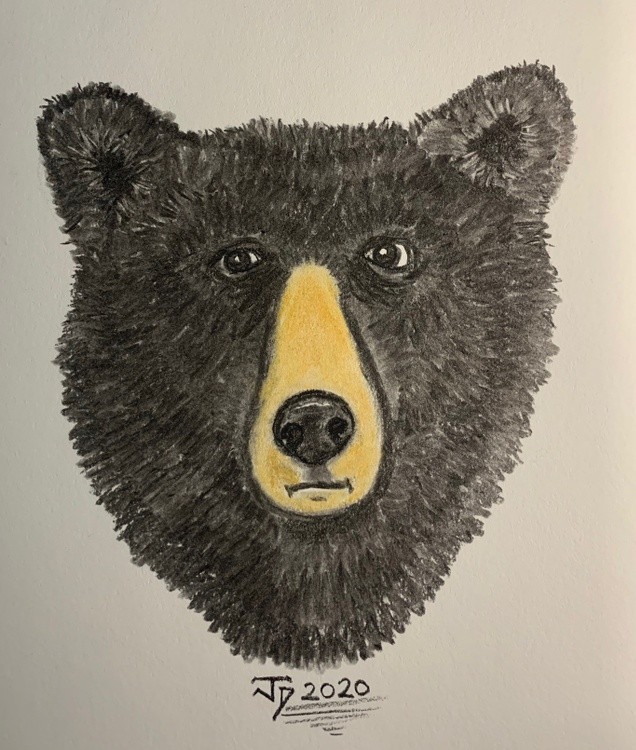 Black Bear 2020