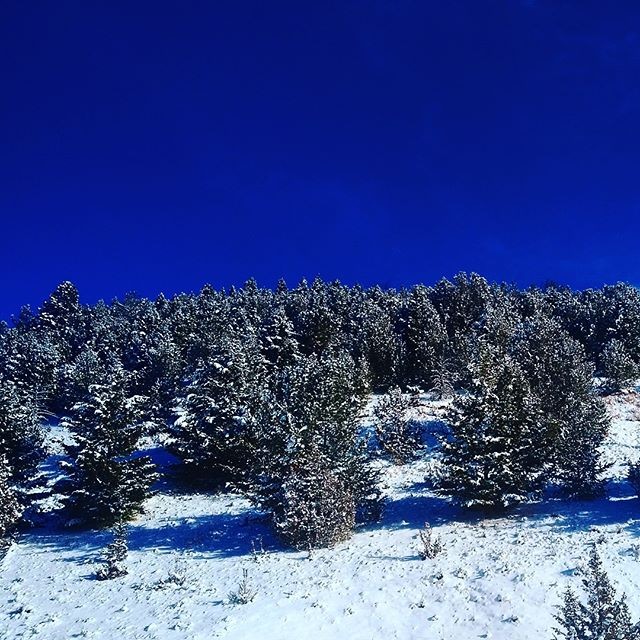 outdoors trees snow nature