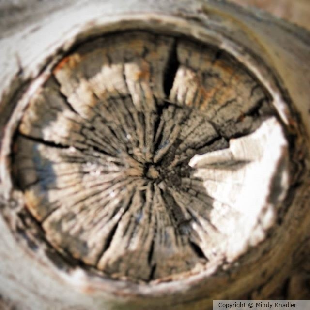 treeknot circle