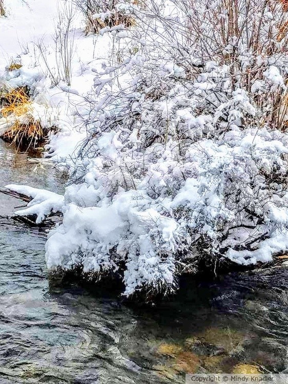 cold bushs