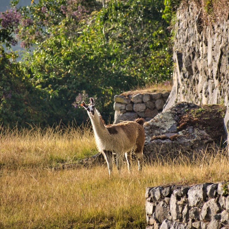 Animals in the Wild 7