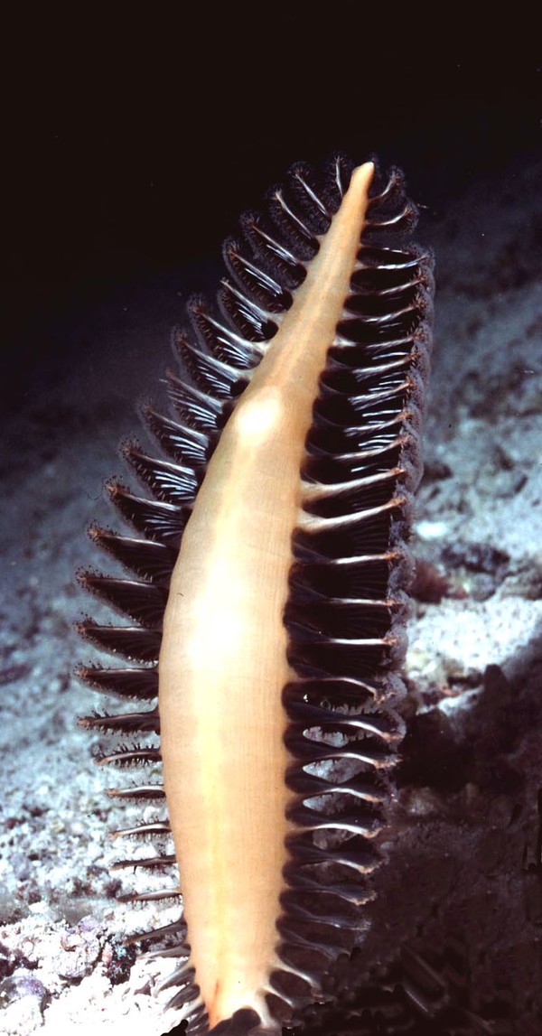 Sea Pen, Grand Cayman