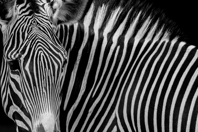 ZEBRA 217