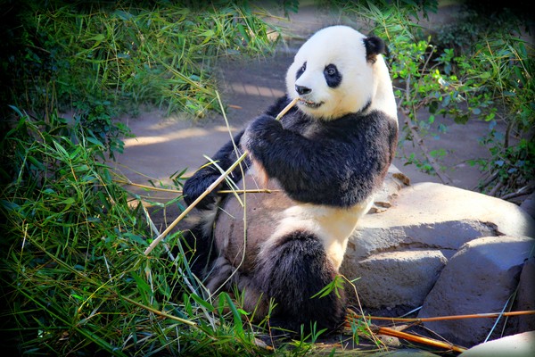 KAREN MURO PANDA BEAR